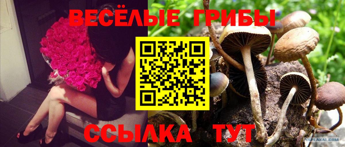 Псилоцибиновые грибы прущие грибы Полысаево